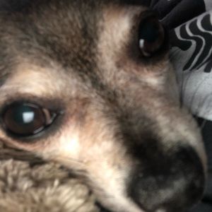 Meet your Posher, Miles